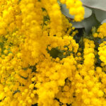 ミモザアカシア